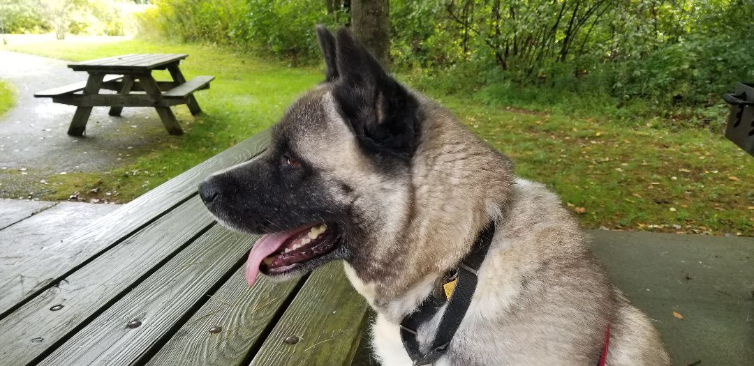 SCOUT AND RIVER (bonded pair), an adoptable Akita in Cleveland, OH, 44103 | Photo Image 6