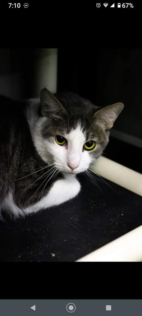 Gatorade, an adoptable Domestic Short Hair in Sapulpa, OK, 74066 | Photo Image 1