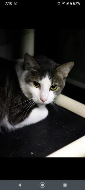 Gatorade, Adult Male Domestic Short Hair