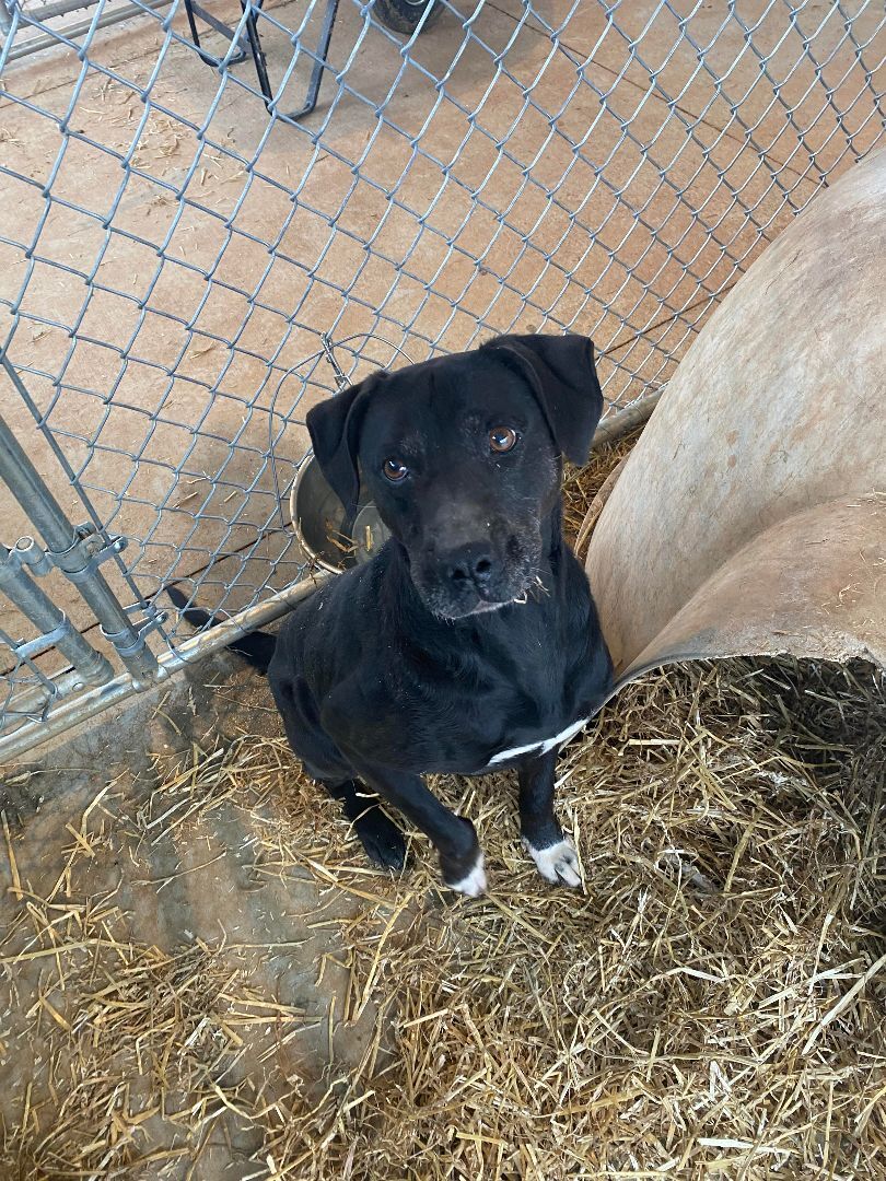Earl, an adoptable Black Labrador Retriever, Mixed Breed in Hartwell, GA, 30643 | Photo Image 1