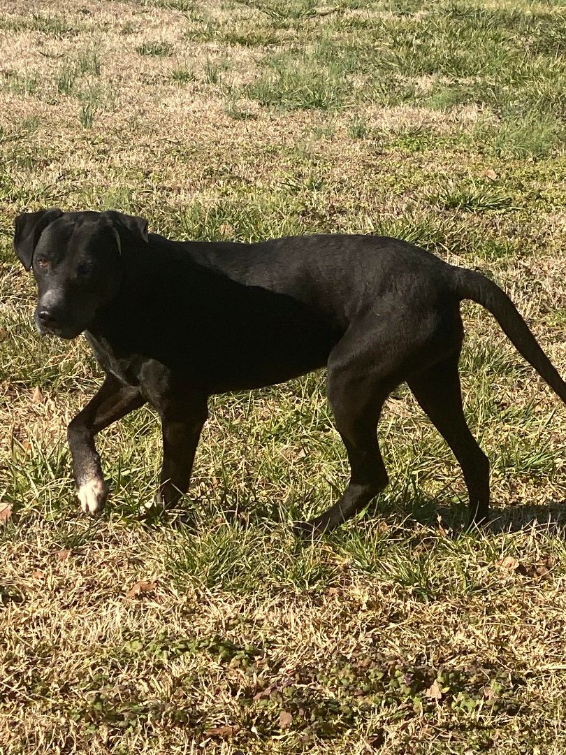 Earl, an adoptable Black Labrador Retriever, Mixed Breed in Hartwell, GA, 30643 | Photo Image 2