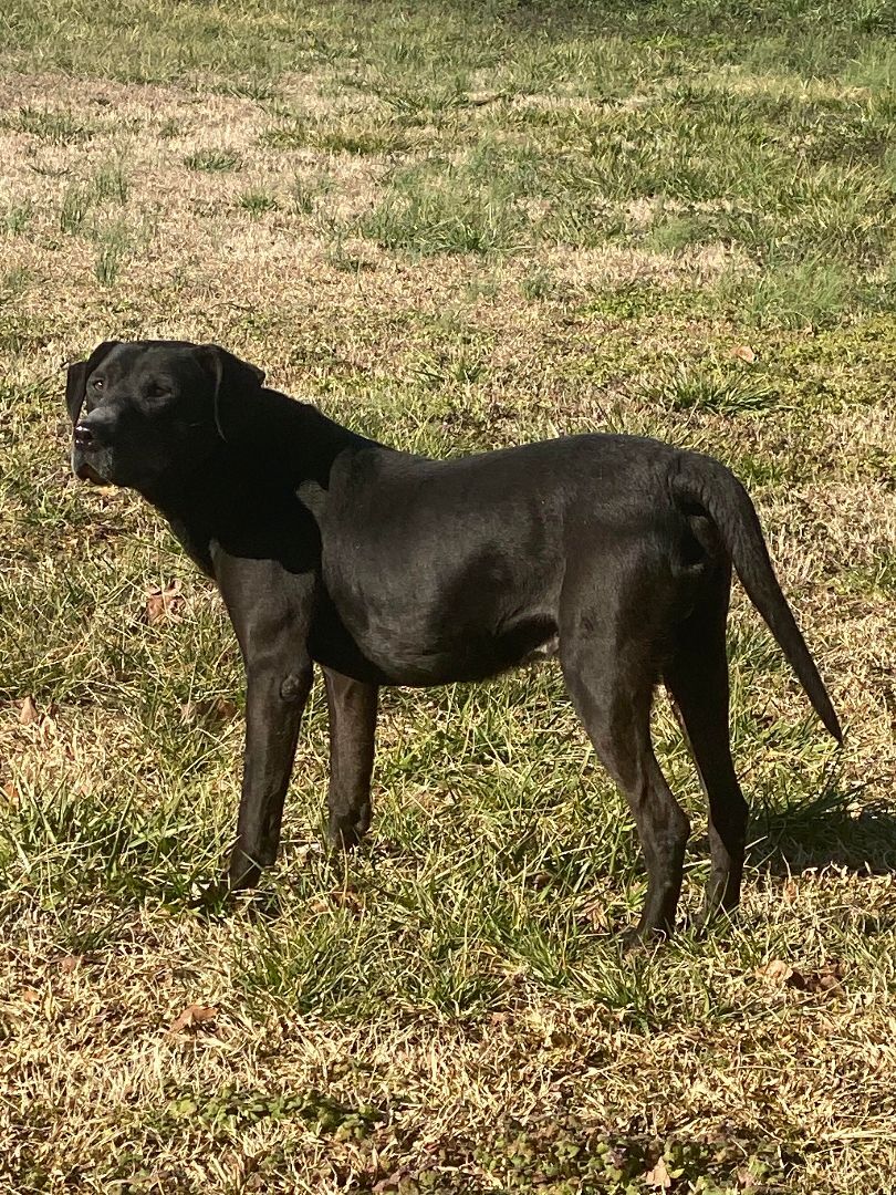 Earl, an adoptable Black Labrador Retriever, Mixed Breed in Hartwell, GA, 30643 | Photo Image 3