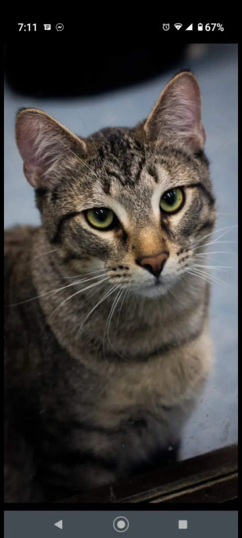 Alvin, an adoptable Domestic Short Hair in Sapulpa, OK, 74066 | Photo Image 1