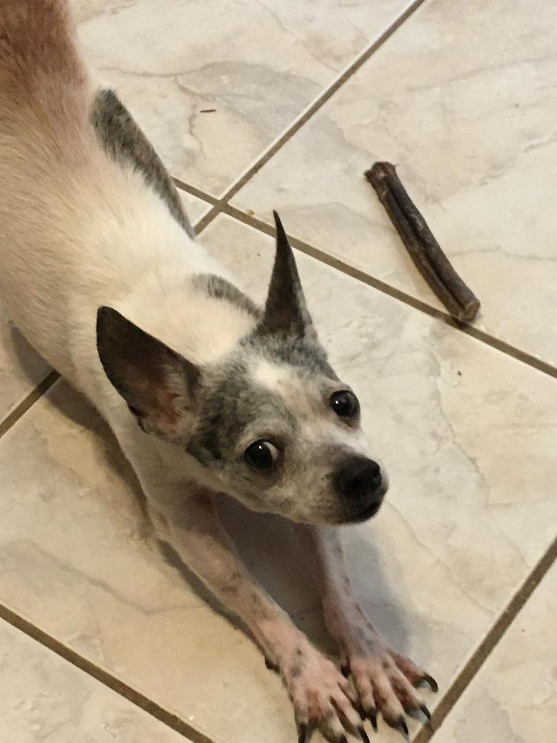 Bonnie B, an adoptable Dachshund, Chihuahua in Pearland, TX, 77584 | Photo Image 1