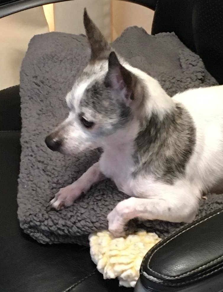 Bonnie B, an adoptable Dachshund, Chihuahua in Pearland, TX, 77584 | Photo Image 2
