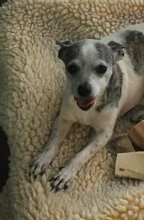 Bonnie B, an adoptable Dachshund, Chihuahua in Pearland, TX, 77584 | Photo Image 3