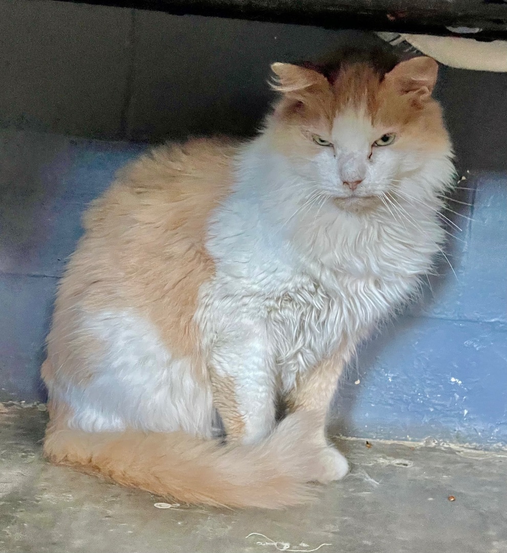 Beige Boy, an adoptable Domestic Medium Hair in Augusta, GA, 30919 | Photo Image 1