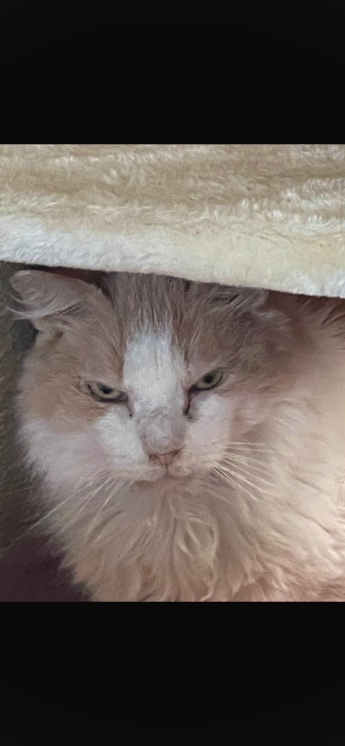 Beige Boy, an adoptable Domestic Medium Hair in Augusta, GA, 30919 | Photo Image 2