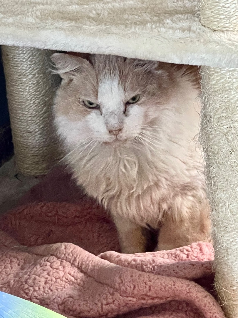 Beige Boy, an adoptable Domestic Medium Hair in Augusta, GA, 30919 | Photo Image 3