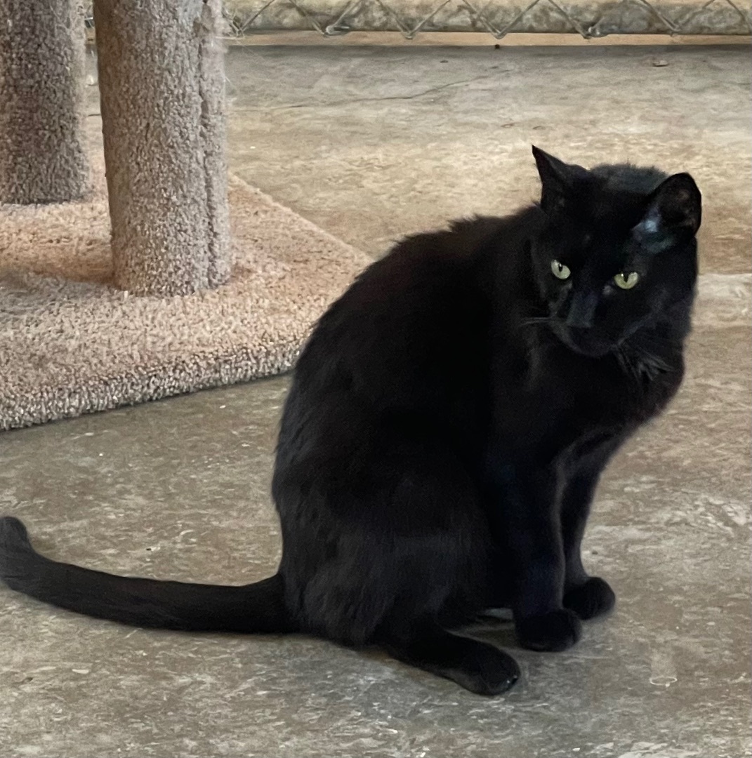 Layne, an adoptable Domestic Short Hair in Augusta, GA, 30919 | Photo Image 1