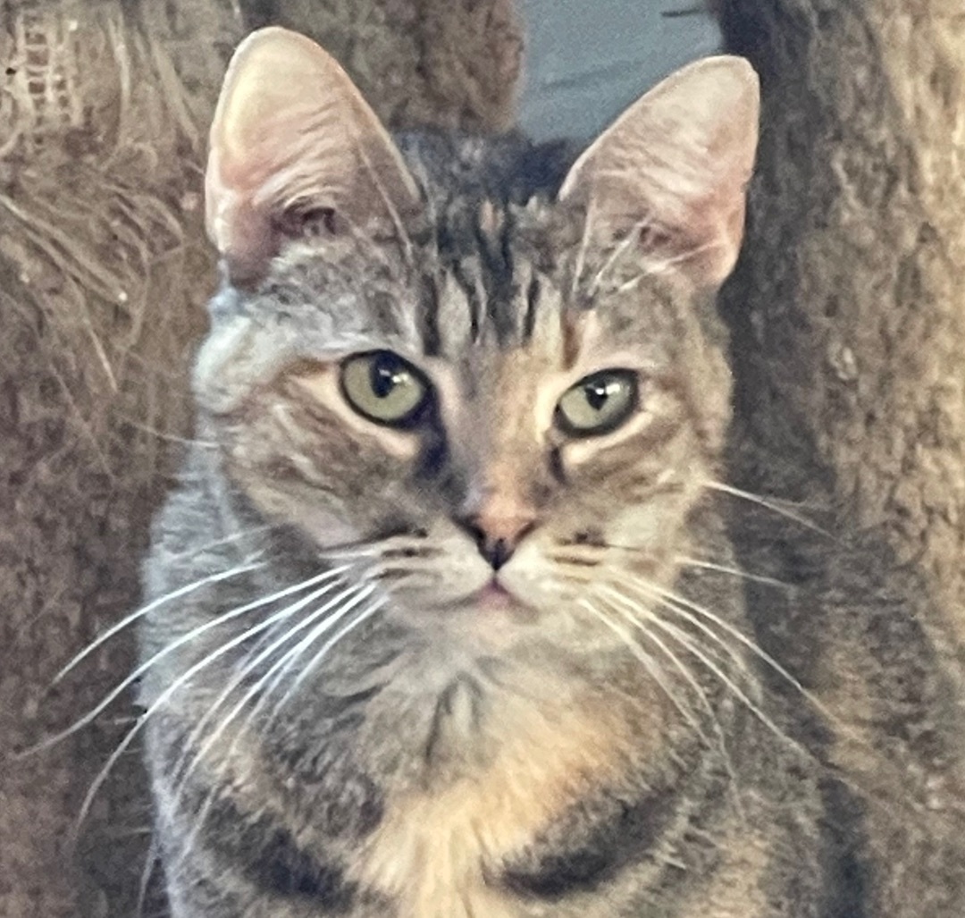 Gemma, an adoptable Domestic Short Hair in Augusta, GA, 30919 | Photo Image 1