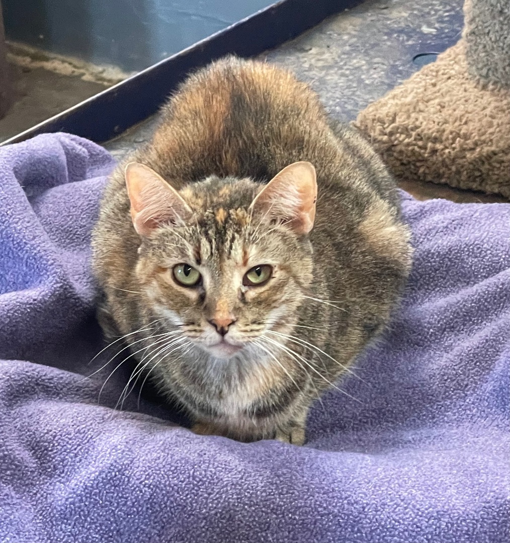 Gemma, an adoptable Domestic Short Hair in Augusta, GA, 30919 | Photo Image 4