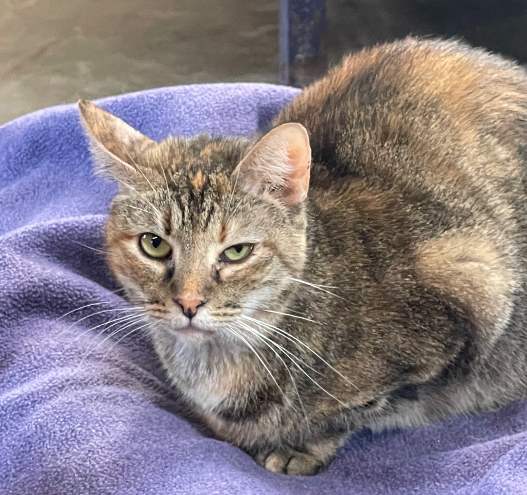 Gemma, an adoptable Domestic Short Hair in Augusta, GA, 30919 | Photo Image 5