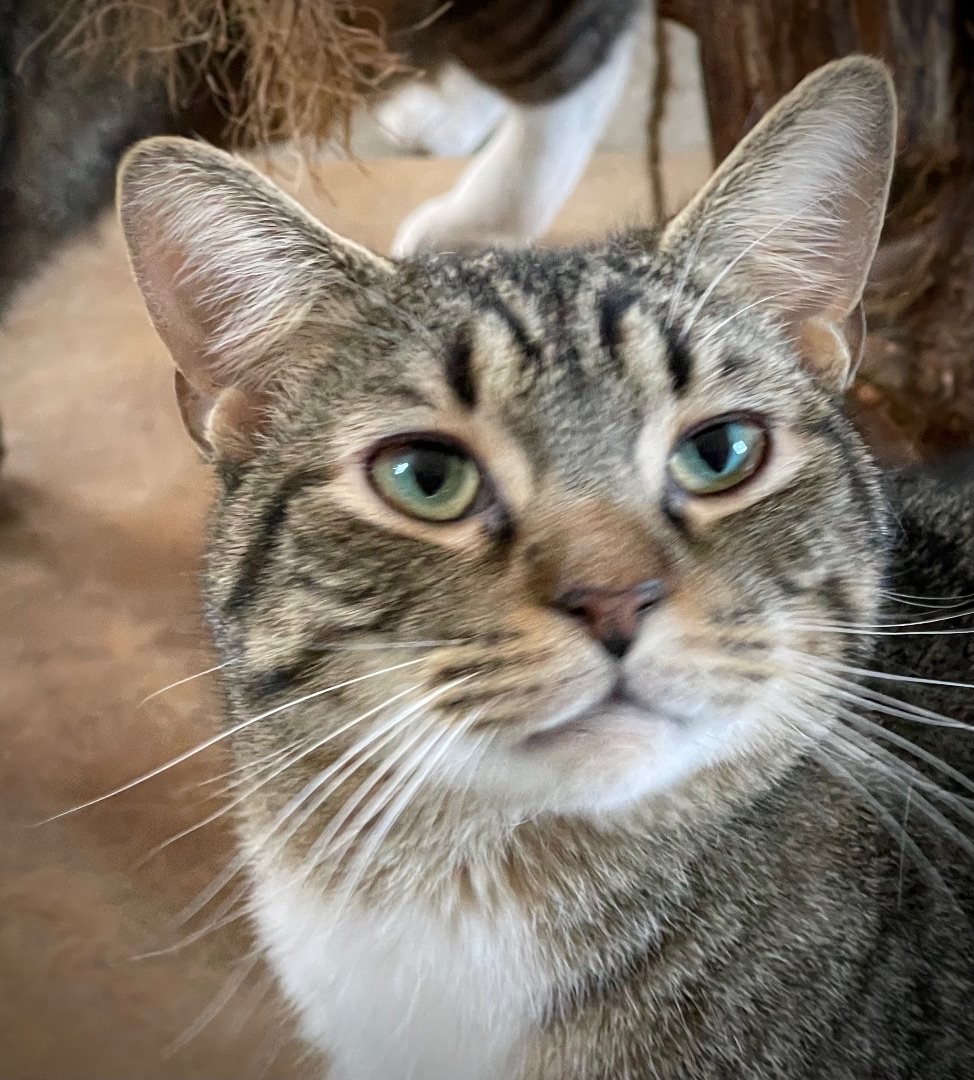 Chase, an adoptable Domestic Short Hair in Augusta, GA, 30919 | Photo Image 1