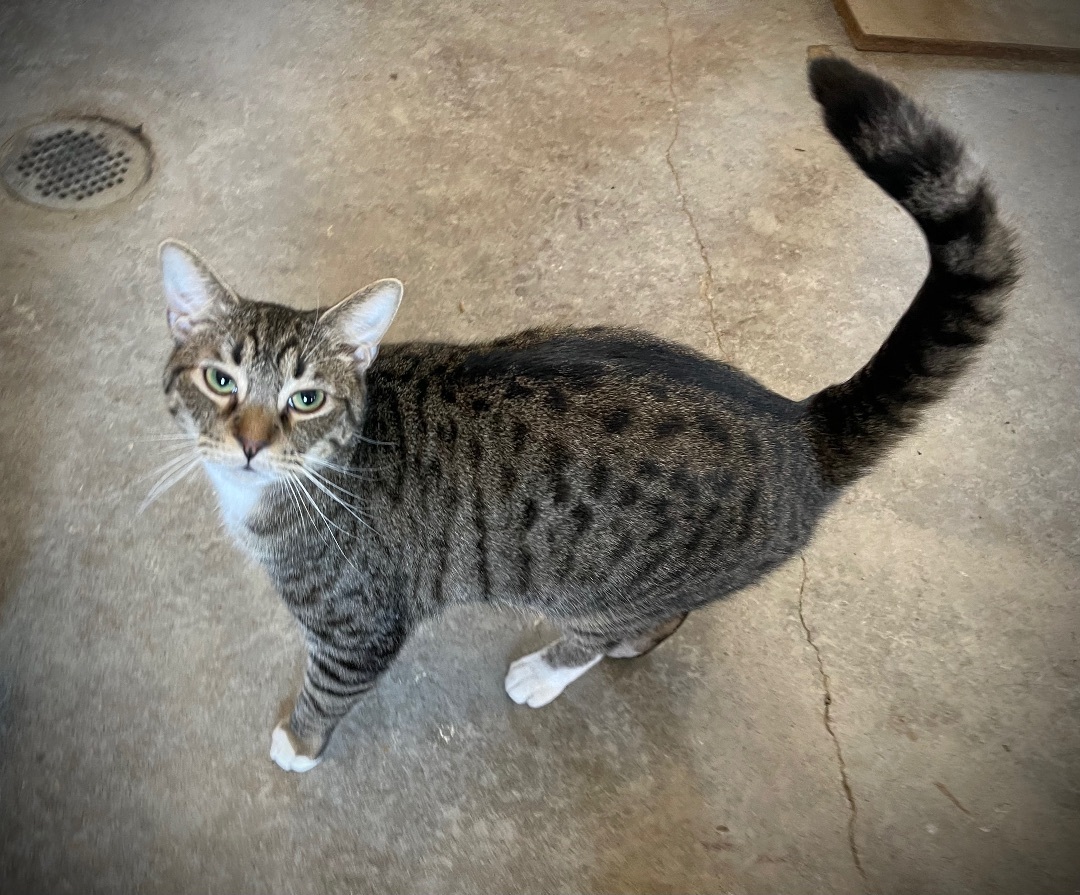 Chase, an adoptable Domestic Short Hair in Augusta, GA, 30919 | Photo Image 2