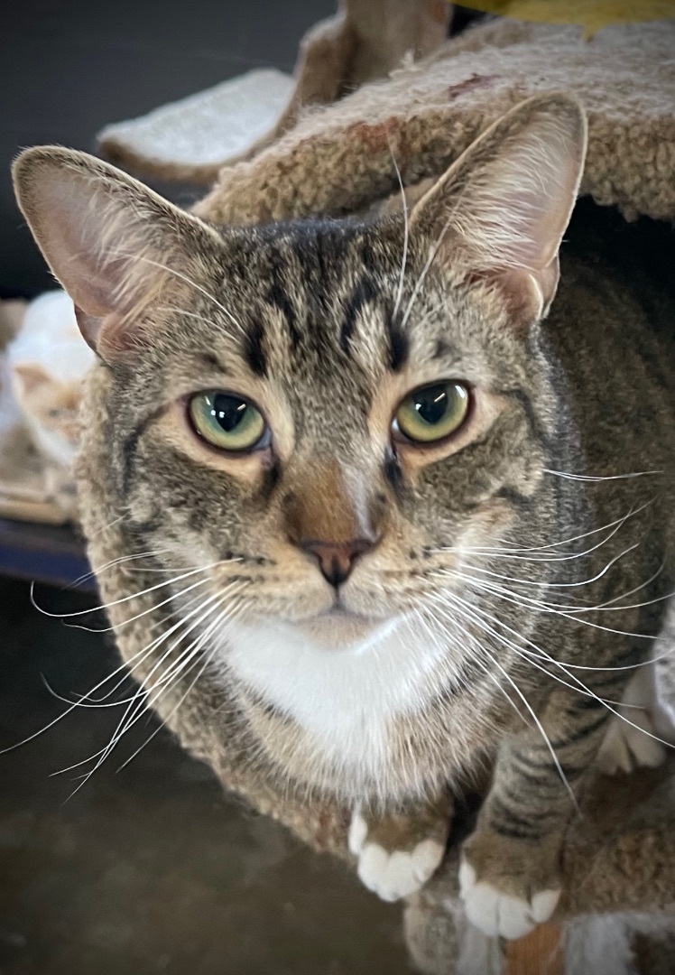 Chase, an adoptable Domestic Short Hair in Augusta, GA, 30919 | Photo Image 4