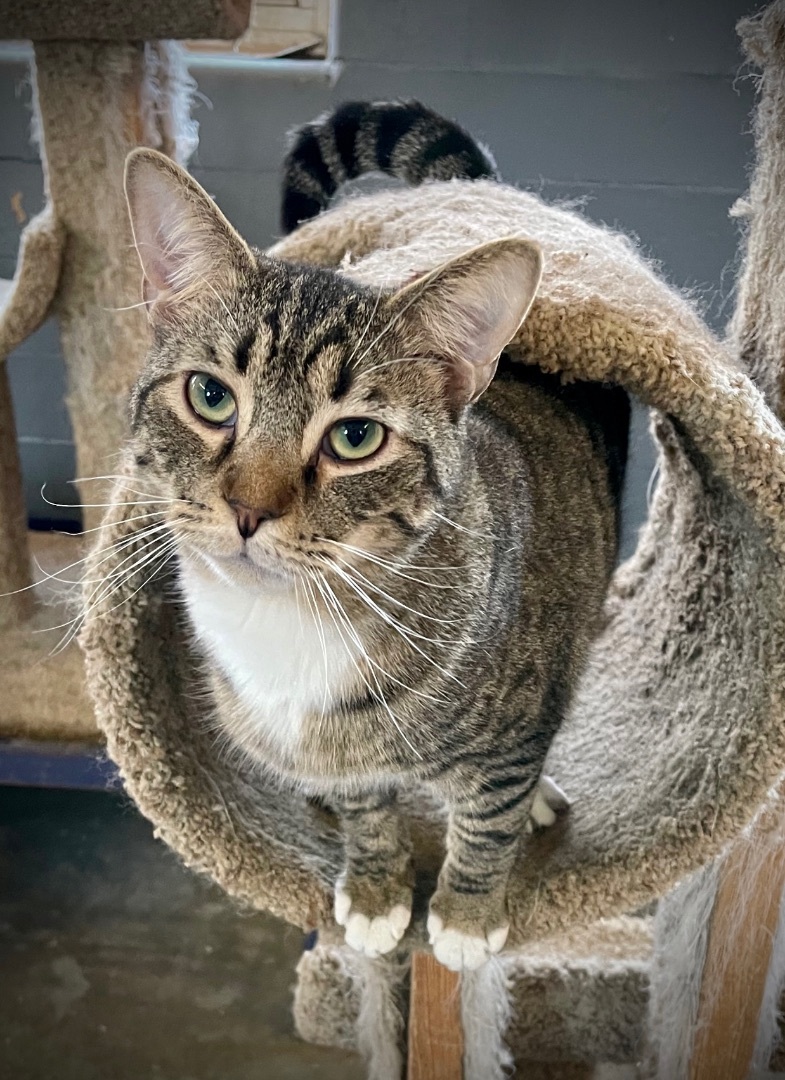 Chase, an adoptable Domestic Short Hair in Augusta, GA, 30919 | Photo Image 5