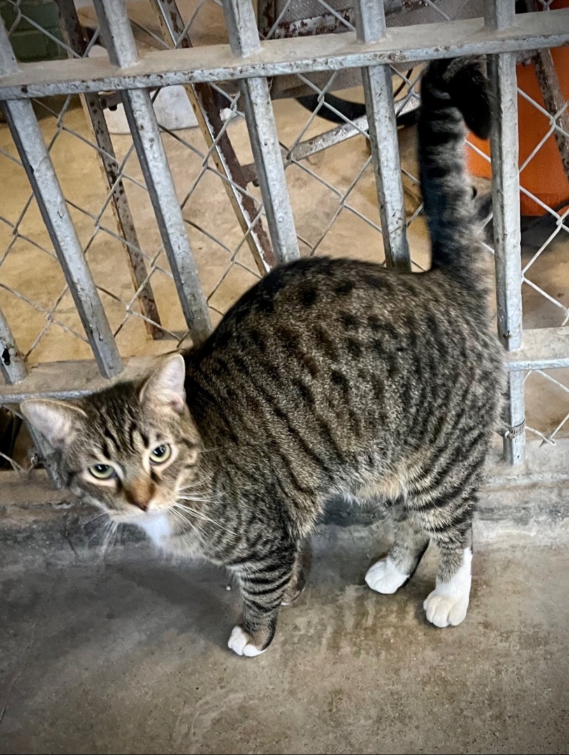 Chase, an adoptable Domestic Short Hair in Augusta, GA, 30919 | Photo Image 6