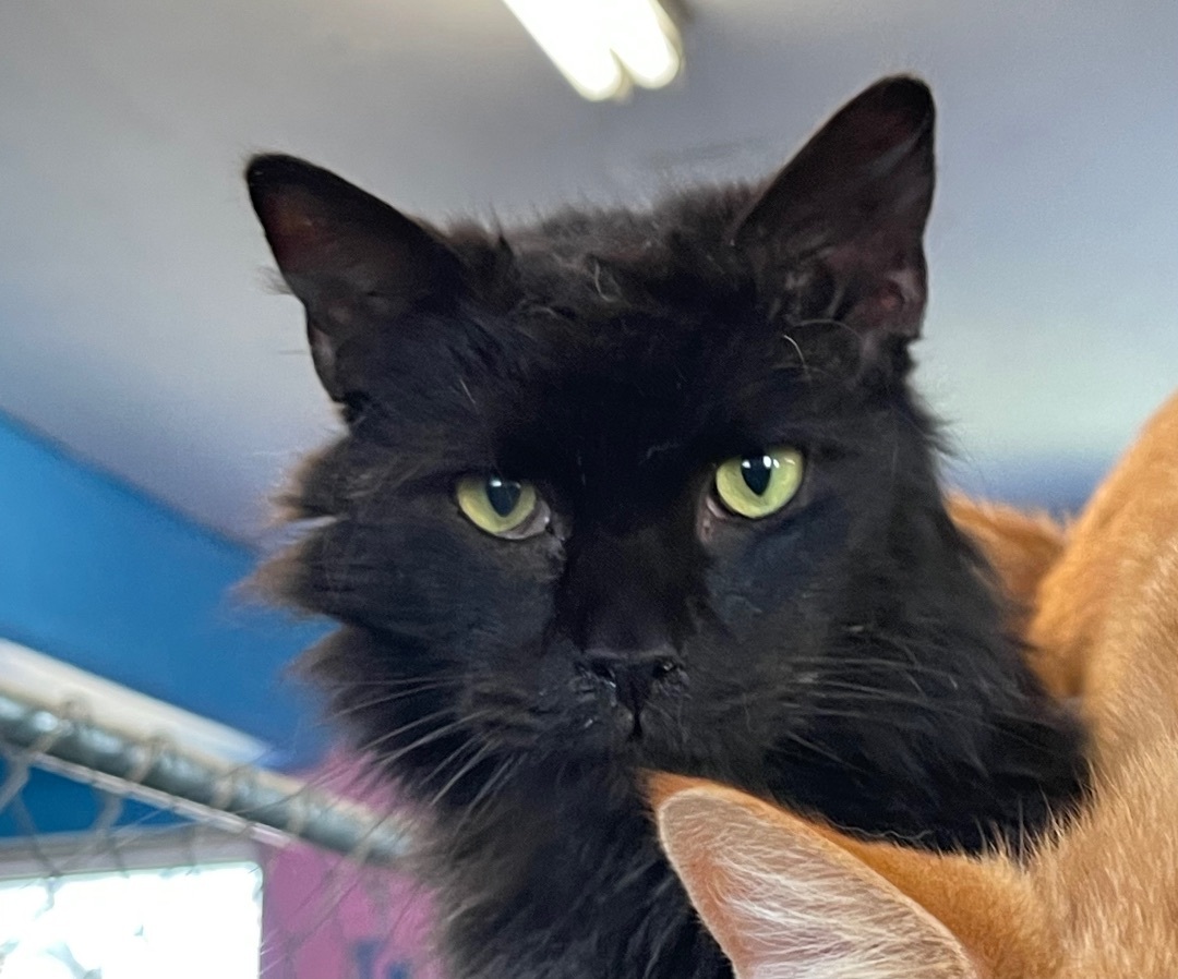 Fluff, an adoptable Domestic Long Hair in Augusta, GA, 30919 | Photo Image 2