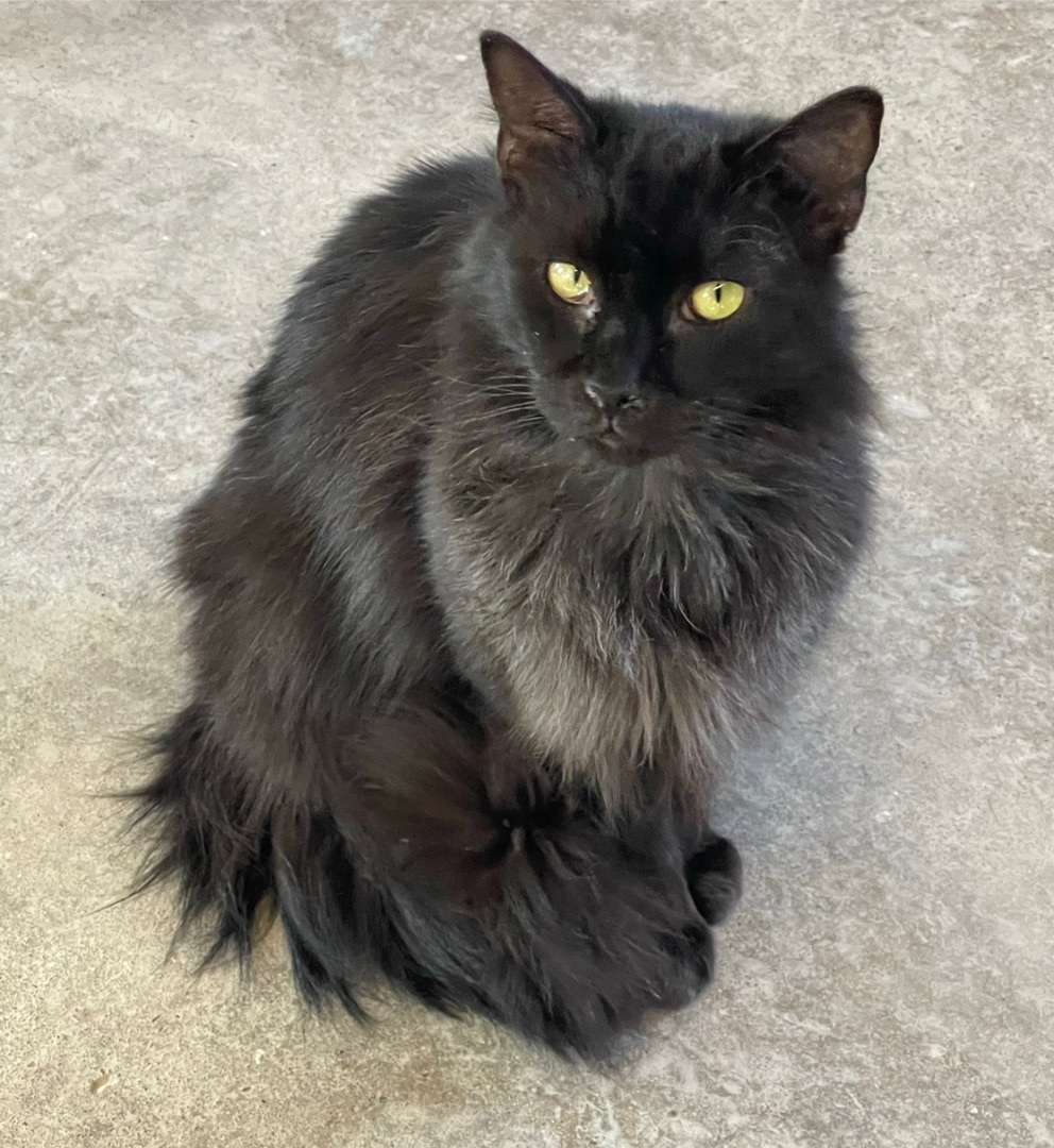 Fluff, an adoptable Domestic Long Hair in Augusta, GA, 30919 | Photo Image 3