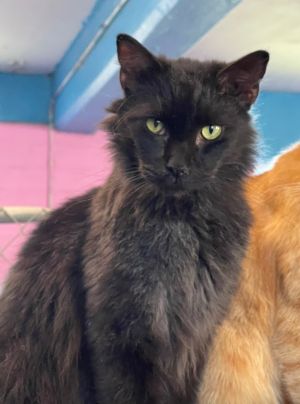 Fluff Domestic Long Hair Cat