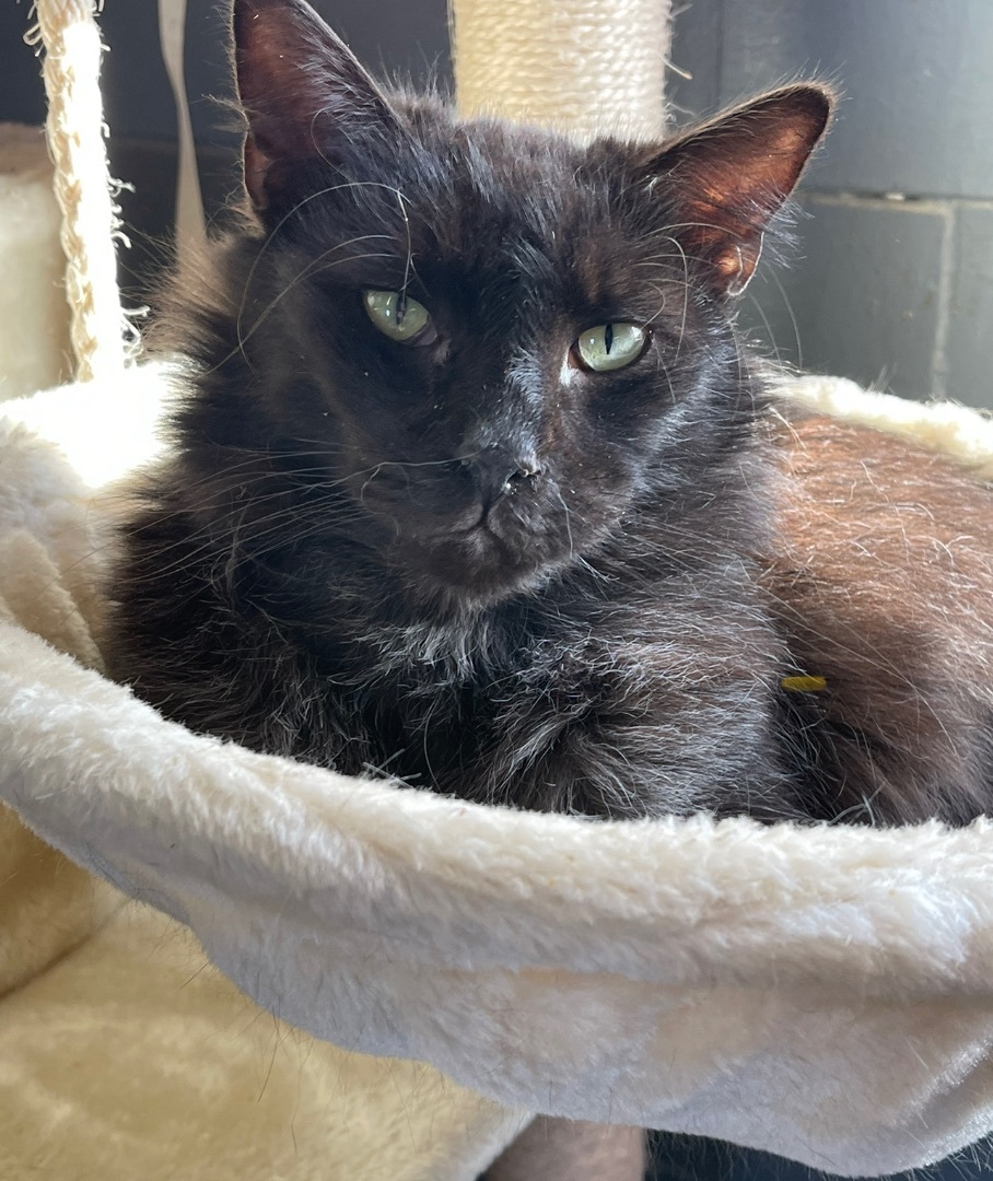 Fluff, an adoptable Domestic Long Hair in Augusta, GA, 30919 | Photo Image 5