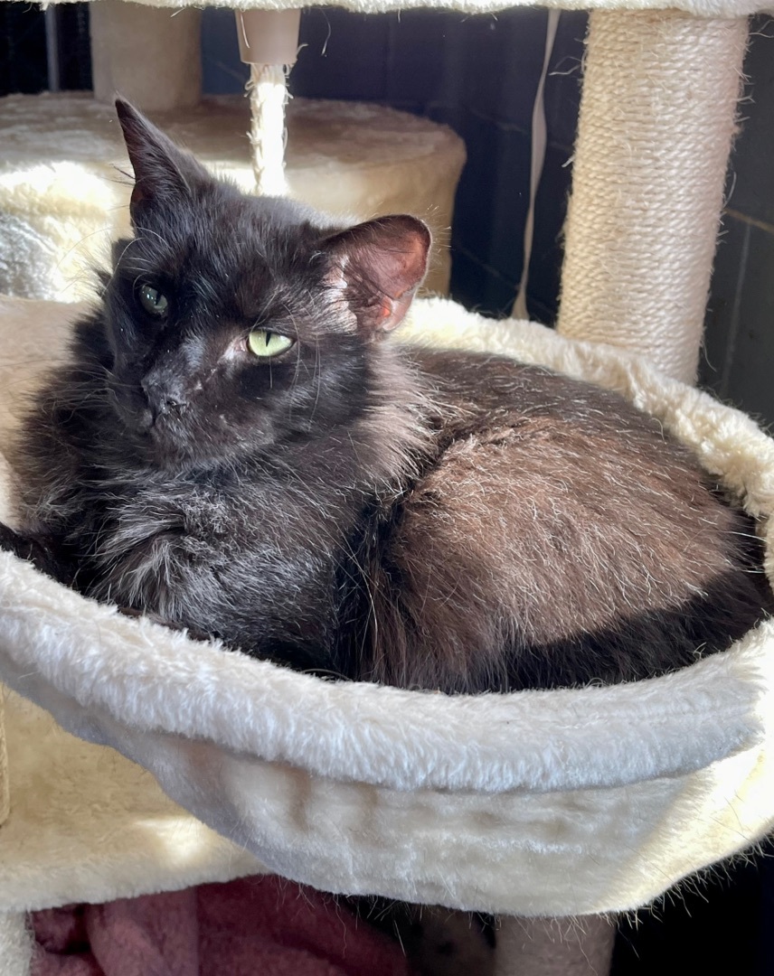 Fluff, an adoptable Domestic Long Hair in Augusta, GA, 30919 | Photo Image 6