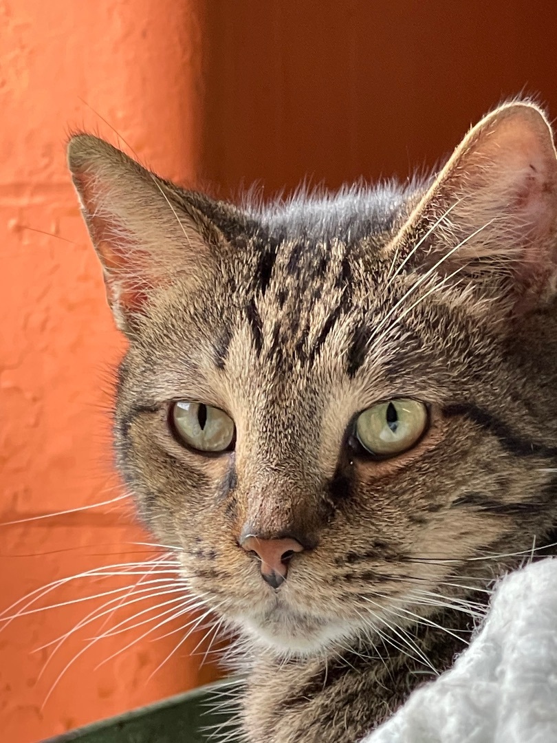 Jerry, an adoptable Domestic Short Hair in Augusta, GA, 30919 | Photo Image 2