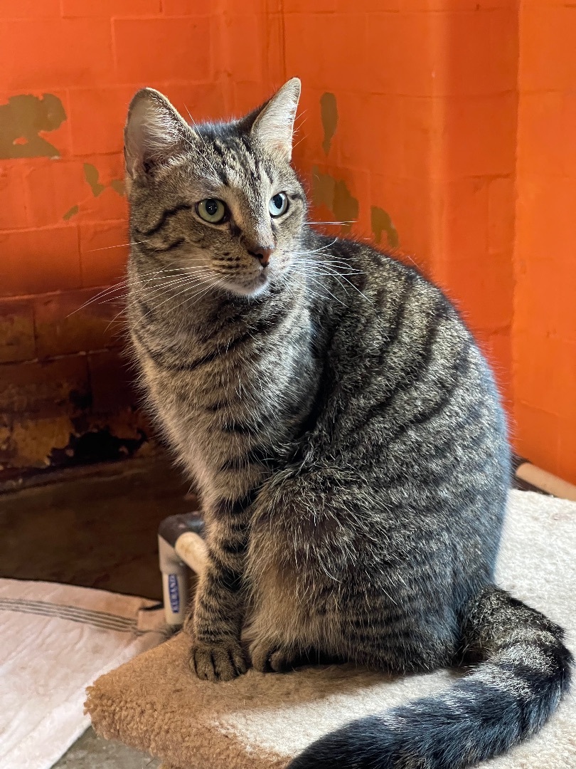 Jerry, an adoptable Domestic Short Hair in Augusta, GA, 30919 | Photo Image 3