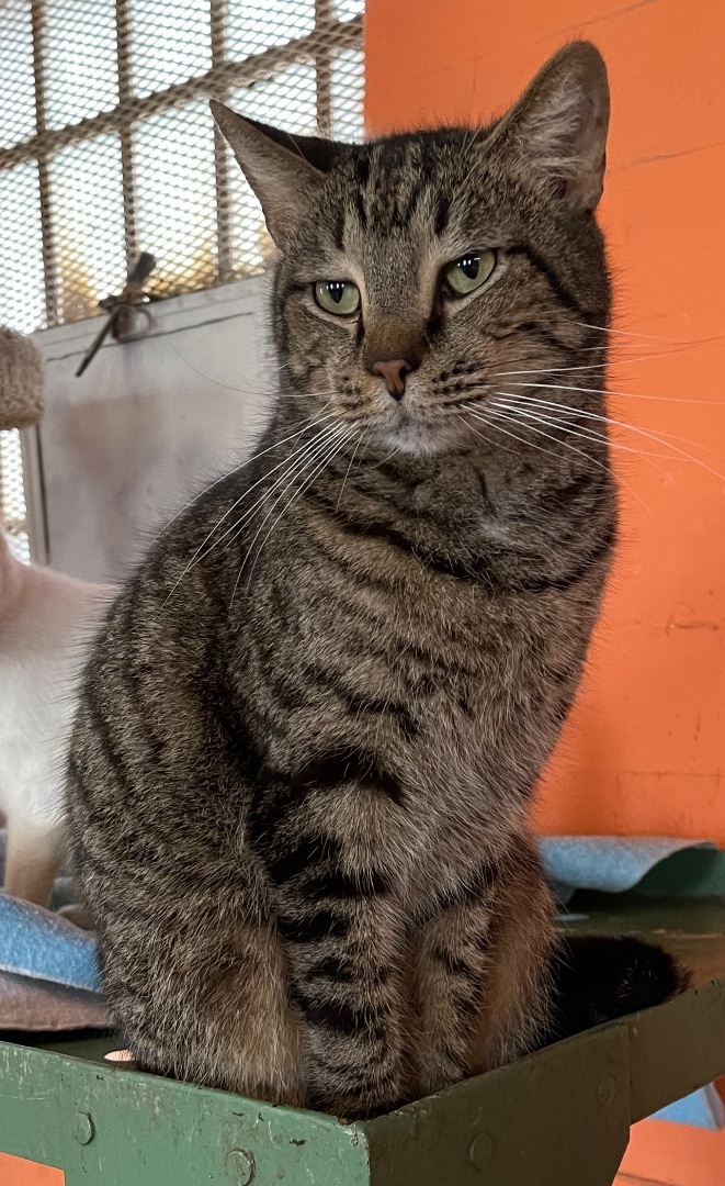 Jerry, an adoptable Domestic Short Hair in Augusta, GA, 30919 | Photo Image 4