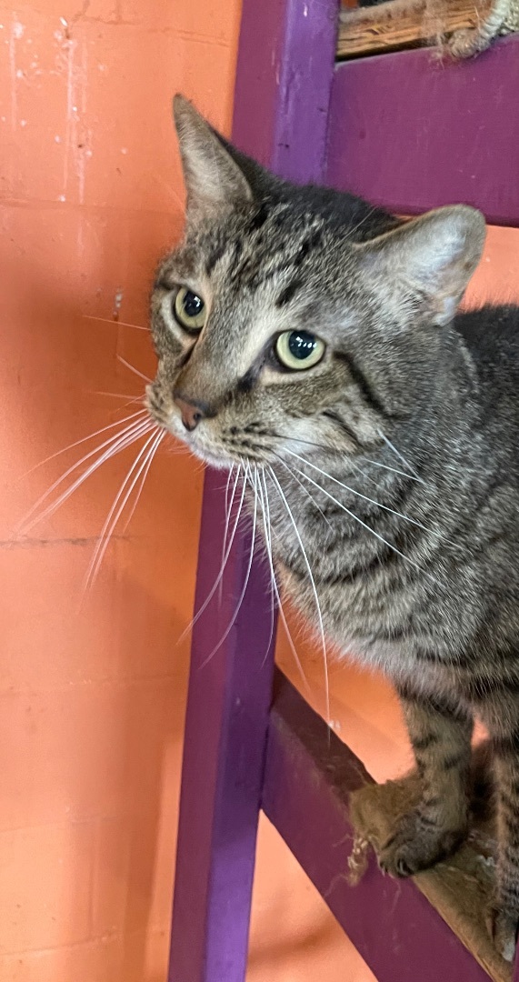 Jerry, an adoptable Domestic Short Hair in Augusta, GA, 30919 | Photo Image 1