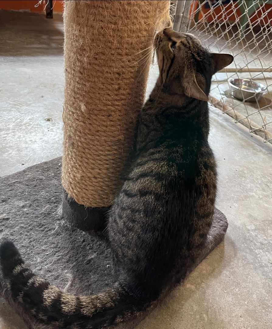 Jerry, an adoptable Domestic Short Hair in Augusta, GA, 30919 | Photo Image 6