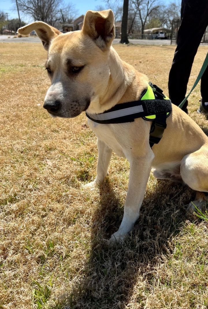 Benny, an adoptable Staffordshire Bull Terrier & Carolina Dog Mix in Uvalde, TX_image-1