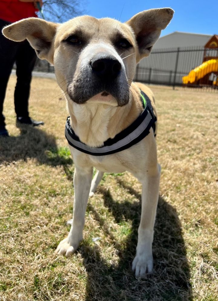 Benny, an adoptable Staffordshire Bull Terrier & Carolina Dog Mix in Uvalde, TX_image-2