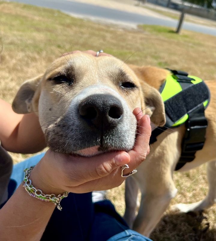 Benny, an adoptable Staffordshire Bull Terrier & Carolina Dog Mix in Uvalde, TX_image-3