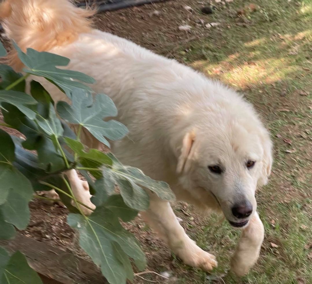 Vinnie, an adoptable Great Pyrenees in Claremont, NC, 28610 | Photo Image 2