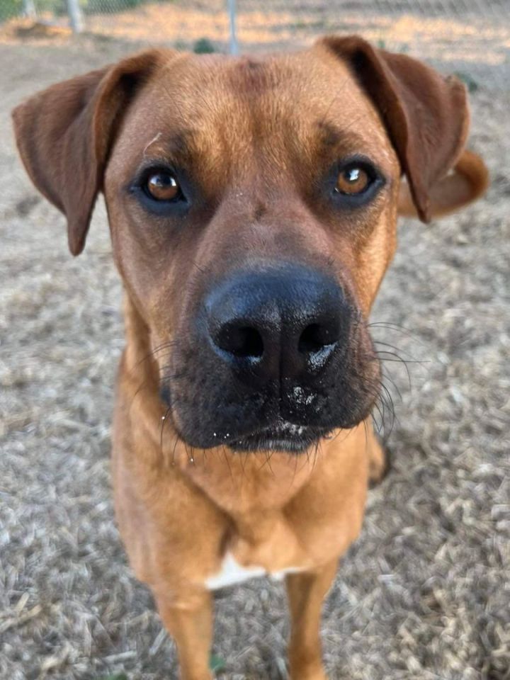 Scooby, an adopted Labrador Retriever & Boxer Mix in Appin, ON_image-2