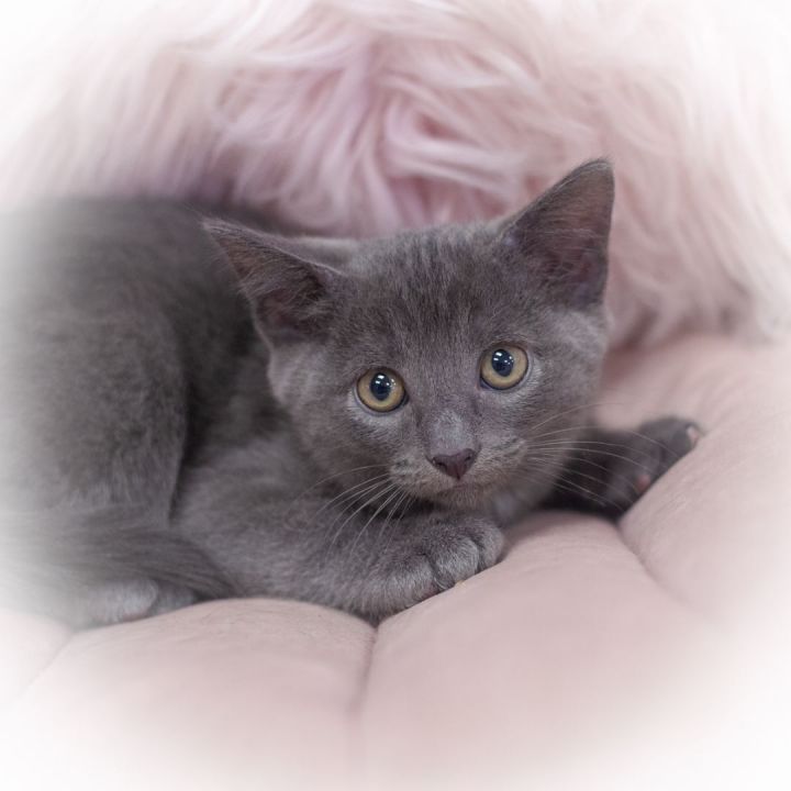 Cycero, an adopted Domestic Short Hair Mix in St Augustine, FL_image-2