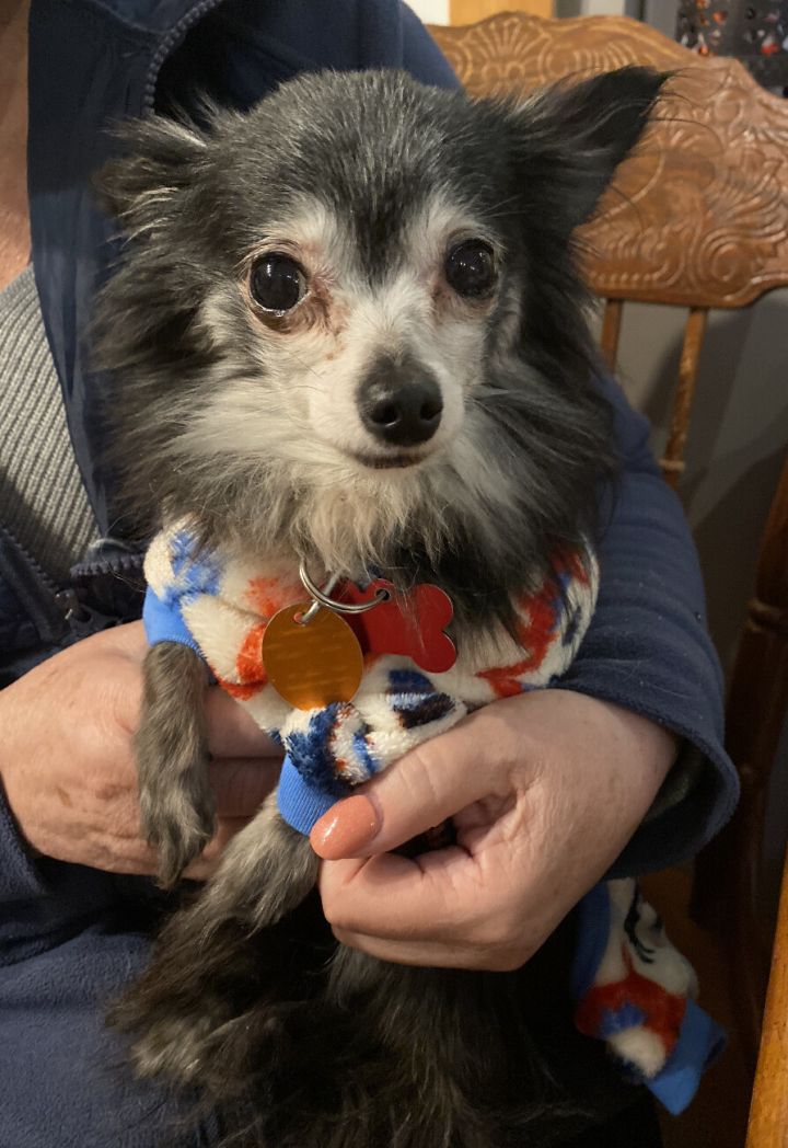 Teddy, an adoptable Chihuahua in Shawnee, KS_image-1