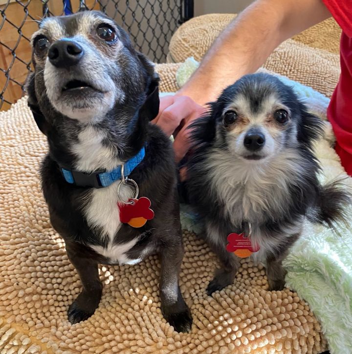 Teddy - Bonded with Matty, an adopted Chihuahua in Shawnee, KS_image-1