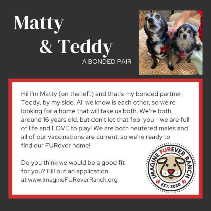 Teddy - Bonded with Matty, an adoptable Chihuahua in Shawnee, KS_image-5