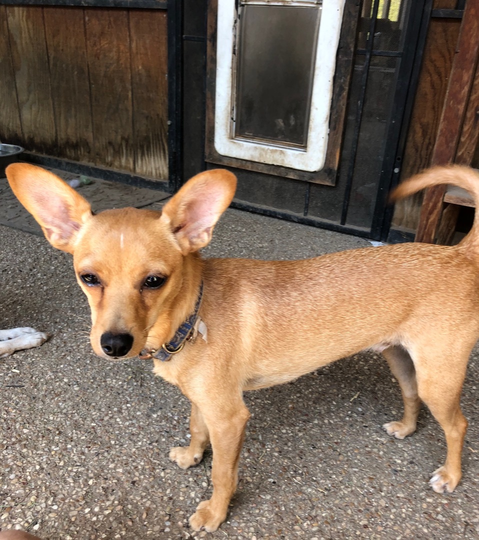 Terrier with chihuahua sales mix