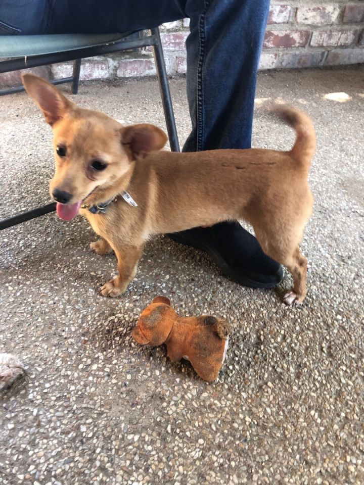 Dog for adoption - Roady, a Terrier & Chihuahua Mix in Fresno, CA ...