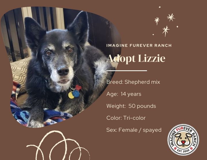 Lizzie, an adoptable Black Labrador Retriever & Shepherd Mix in Shawnee, KS_image-2