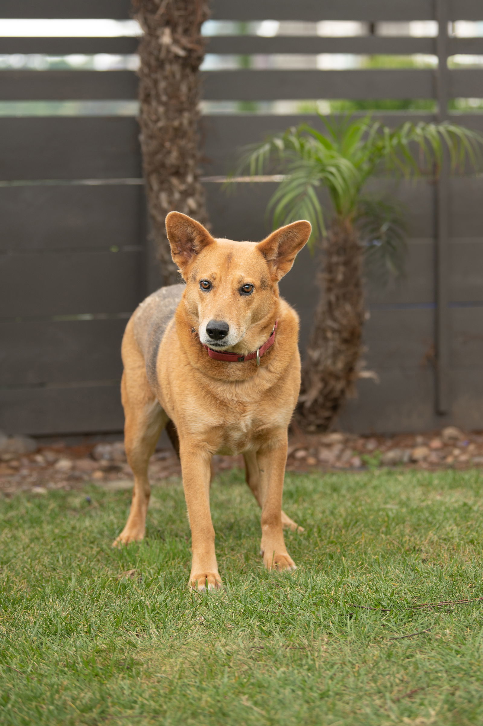 Tirena, an adoptable Labrador Retriever in San Diego, CA, 92115 | Photo Image 1