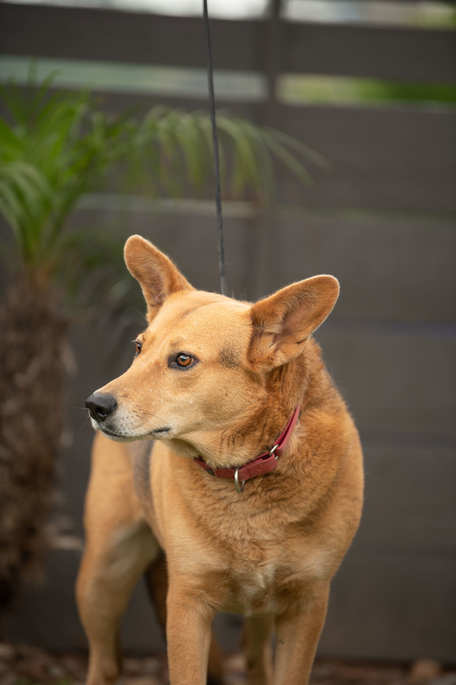 Tirena, an adoptable Labrador Retriever in San Diego, CA, 92115 | Photo Image 2