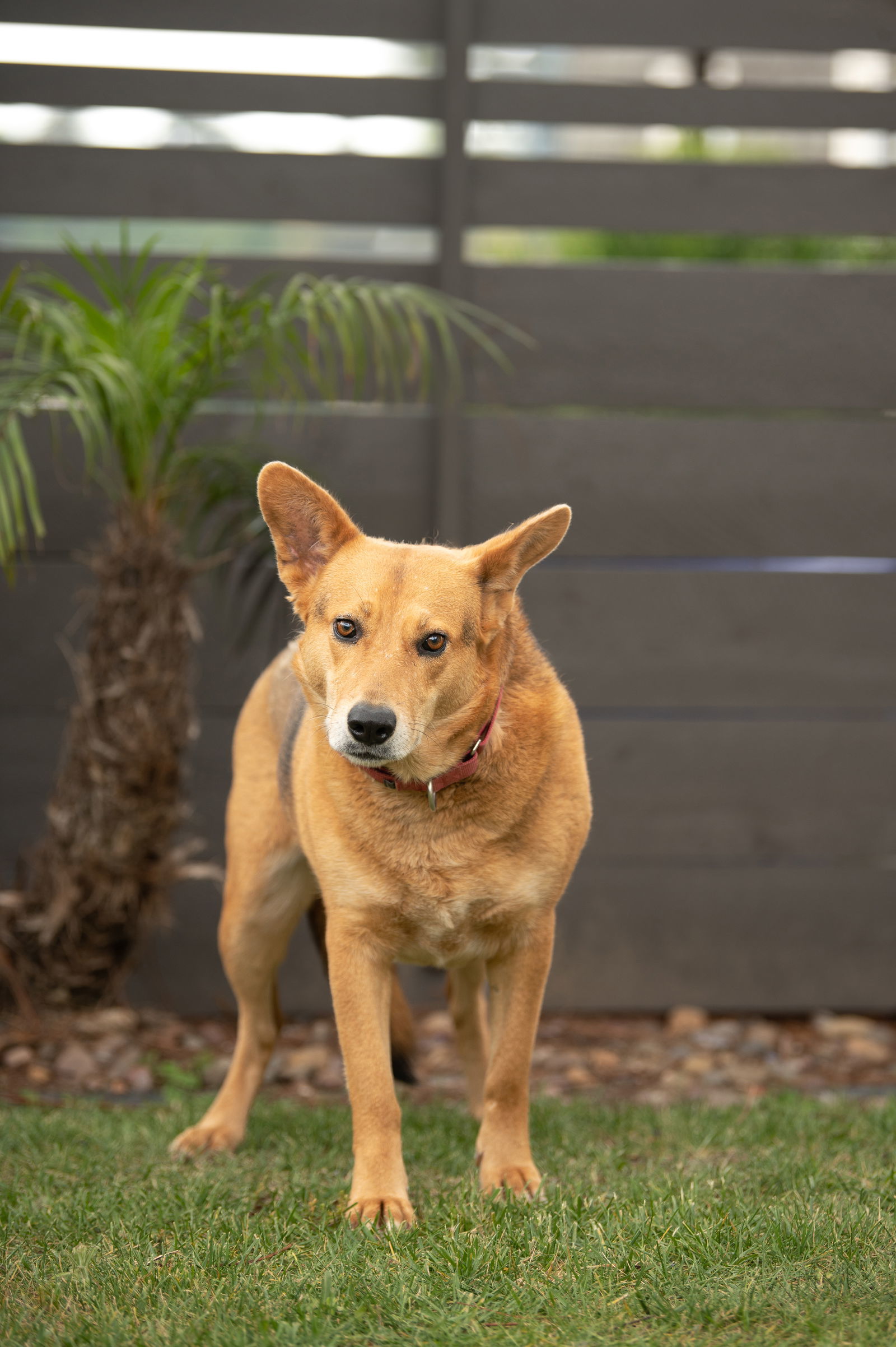 Tirena, an adoptable Labrador Retriever in San Diego, CA, 92115 | Photo Image 3