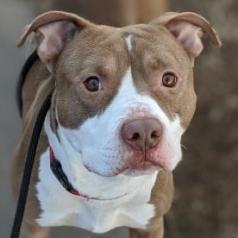 Rudolph, an adoptable Pit Bull Terrier in Wichita, KS, 67278 | Photo Image 2
