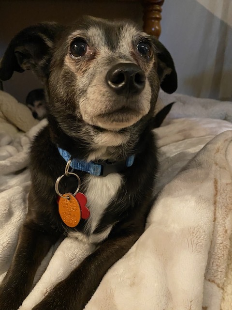Matty, an adoptable Chihuahua & Dachshund Mix in Shawnee, KS_image-3