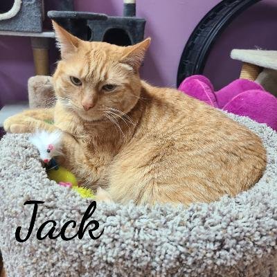 Jack, an adoptable Domestic Short Hair in Naugatuck, CT, 06770 | Photo Image 1
